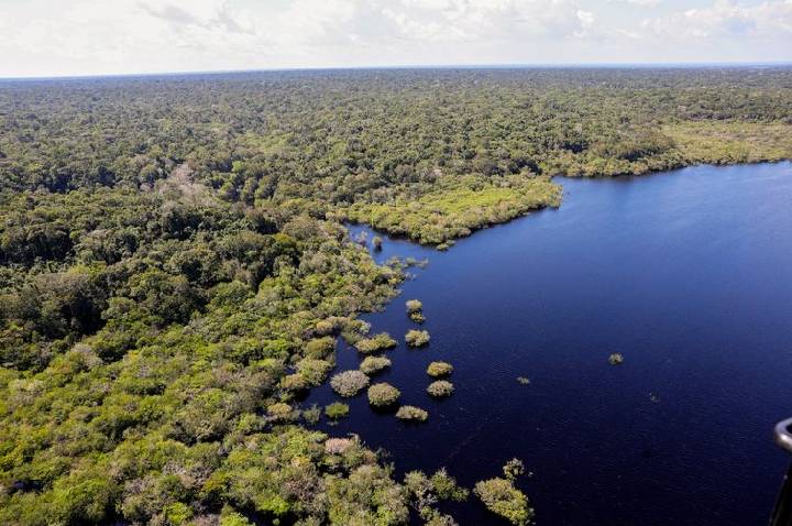 COP30: quarto leilão do Eco Invest terá foco exclusivo na Amazônia