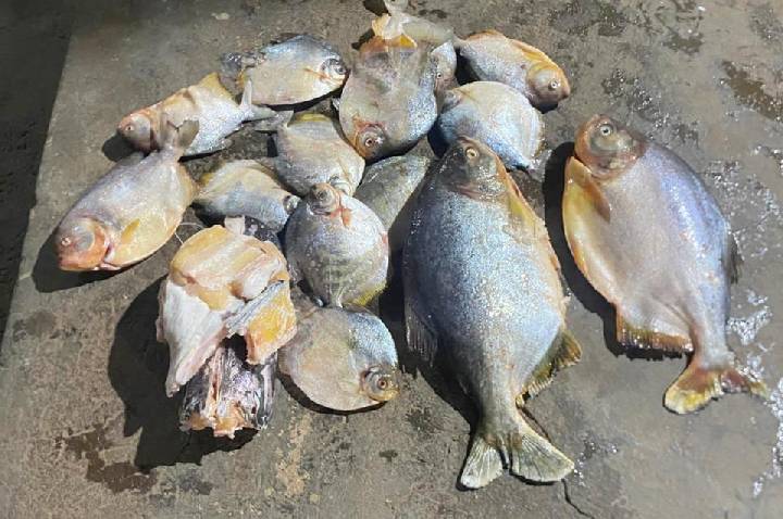 Flagrante na Piracema: Homem foi preso com carga de pescado ilegal no Distrito de Bauxi em Rosário Oeste.