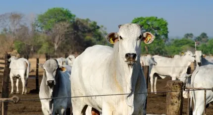Justiça autoriza recuperação judicial de produtores de Rosário Oeste; dívidas passam de R$ 36 milhões