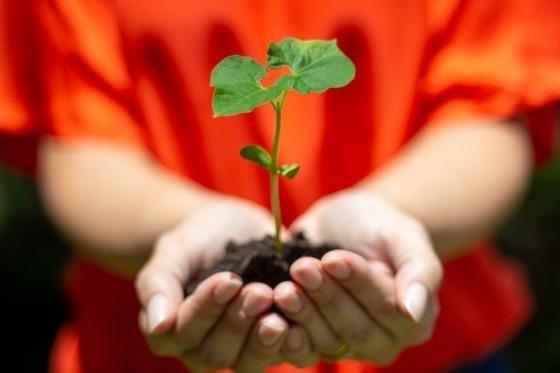 Produtores driblam dificuldades e investem no cultivo do feijão em Mato Grosso