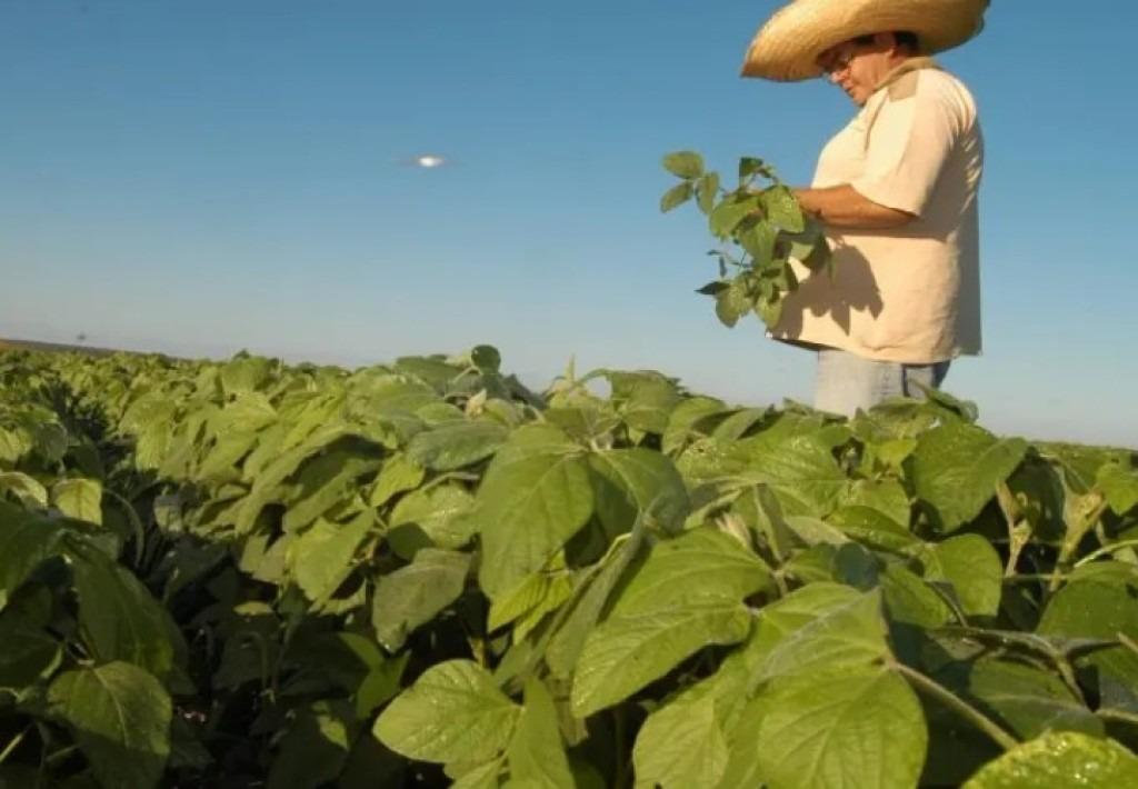 Produção de grãos cresce e consolida o estado como destaque no agronegócio nacional