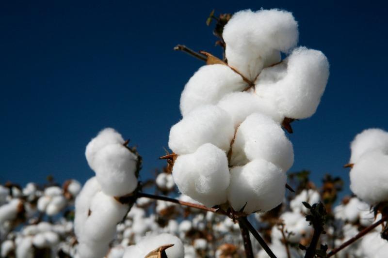 Atraso no plantio do algodão por causa das chuvas preocupa produtores em MT
