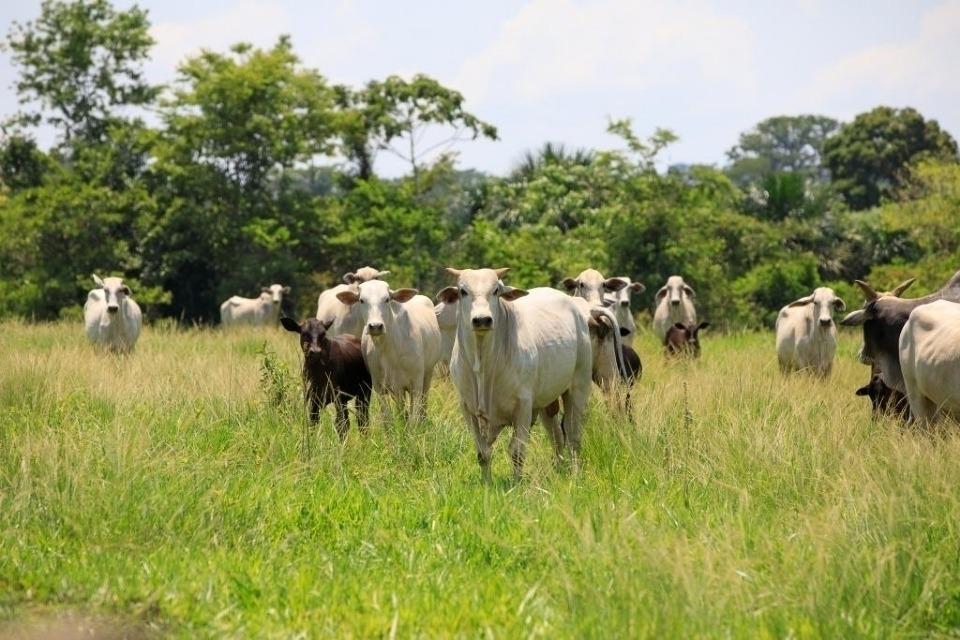 Mato Grosso exportou mais de 143 mil toneladas de carne somente em janeiro, aponta Secex