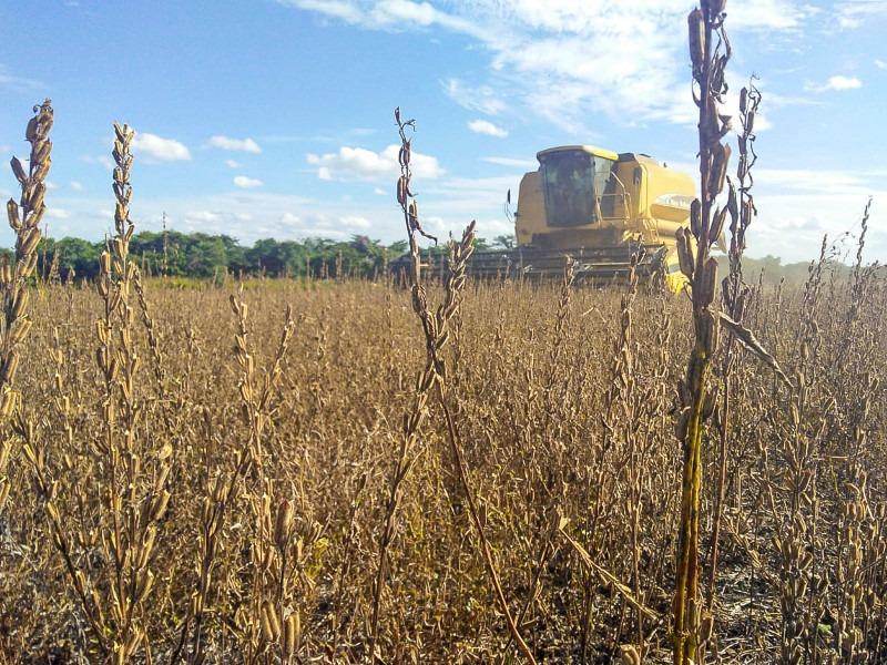 MT mira mercado chinês e busca consolidar gergelim como nova potência do agronegócio