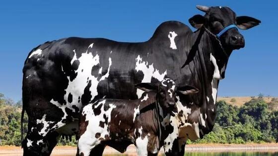 Vaca brasileira bate o próprio recorde e passa a valer mais de R$ 15 milhões