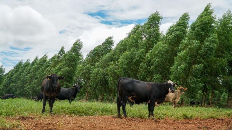Brasil sediará pela primeira vez Congresso Mundial da Carne, com foco na pecuária sustentável