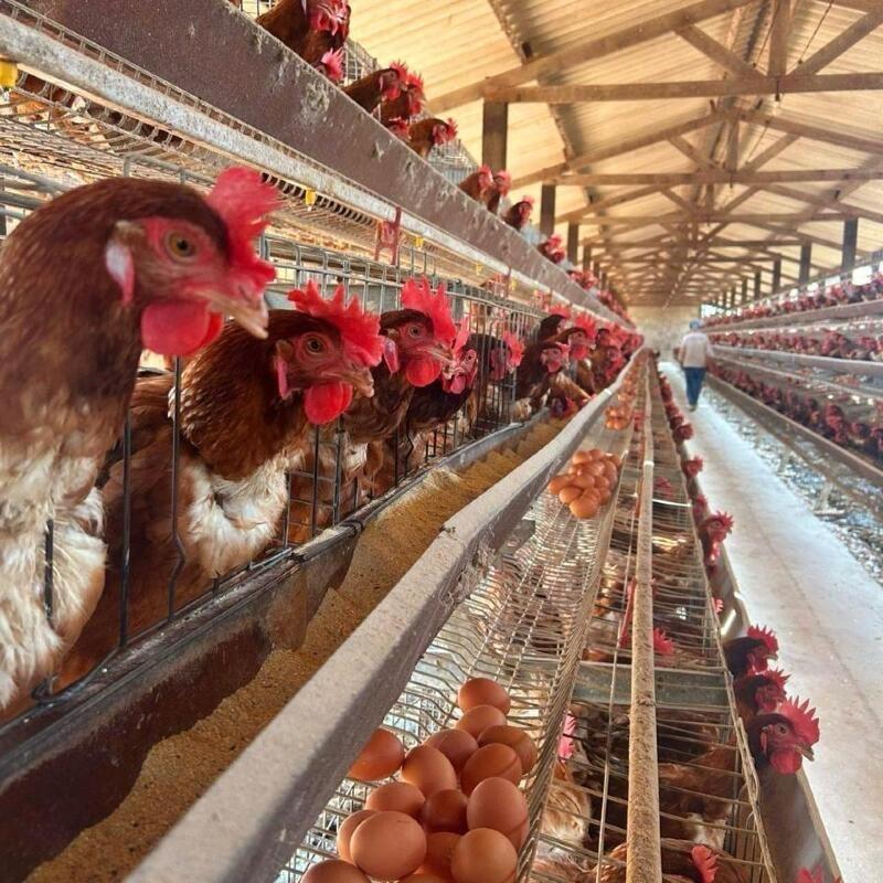 Caso de gripe aviária é confirmado em Mato Grosso