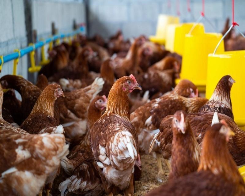 Governo de MT declara emergência após surto de H5N1