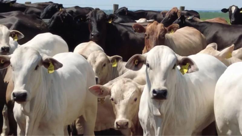 Mercado do boi gordo tem alta em MT e exportações seguem aquecidas