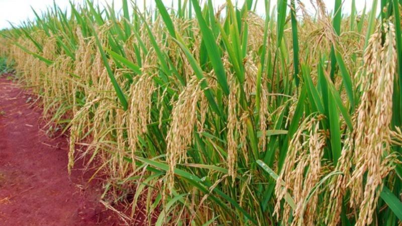 Mato Grosso lidera produção nacional de arroz de sequeiro