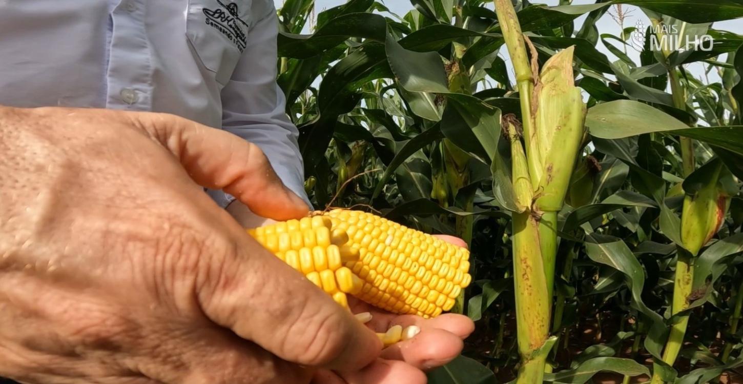 Milho entra na reta final em Mato Grosso e algodão chega a quase 10% da área colhida