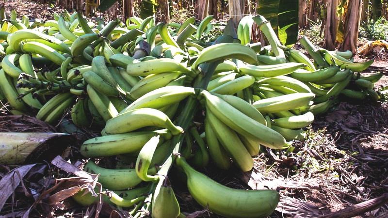Banana-terra anã impulsiona agricultura familiar MT