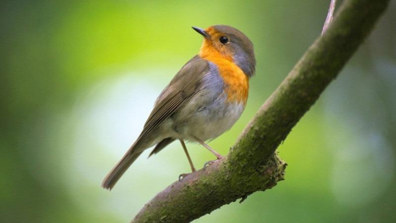 Brasil fecha acordo para exportar aves vivas aos Emirados Árabes