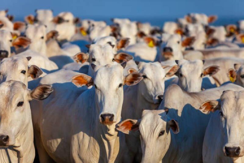 MT lidera rebanho bovino com mais de 32 milhões de cabeças