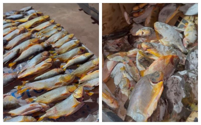 PM apreende 200 kg de pescado ilegal em Rosário Oeste durante patrulhamento no distrito de Bauxi