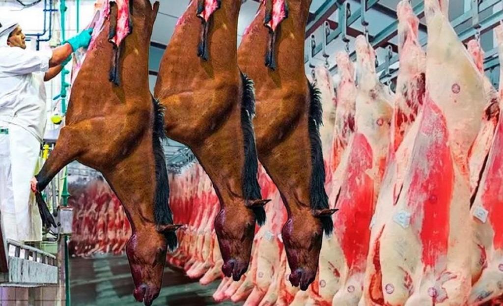 Proibição do abate de cavalos ameaça mercado de carne equina no Brasil