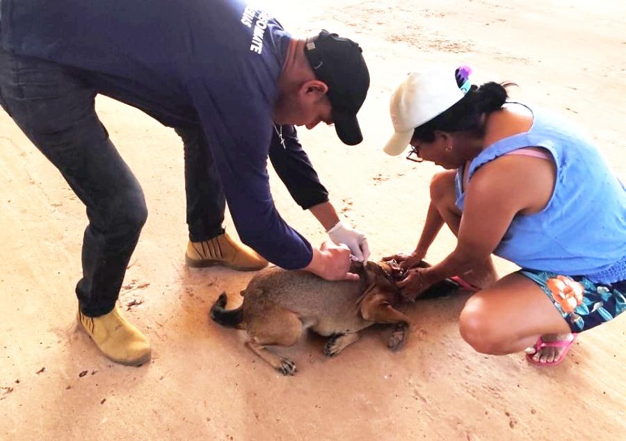 Rosário Oeste realiza Dia D da Vacinação Antirrábica: proteção gratuita para cães e gatos em toda a cidade