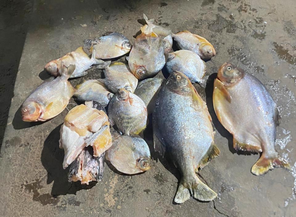Flagrante na Piracema: Homem foi preso com carga de pescado ilegal no Distrito de Bauxi em Rosário Oeste.