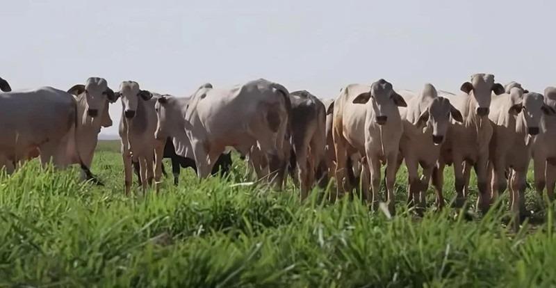 Preço do boi gordo fica estável na maior parte do país, mas tendência é de alta