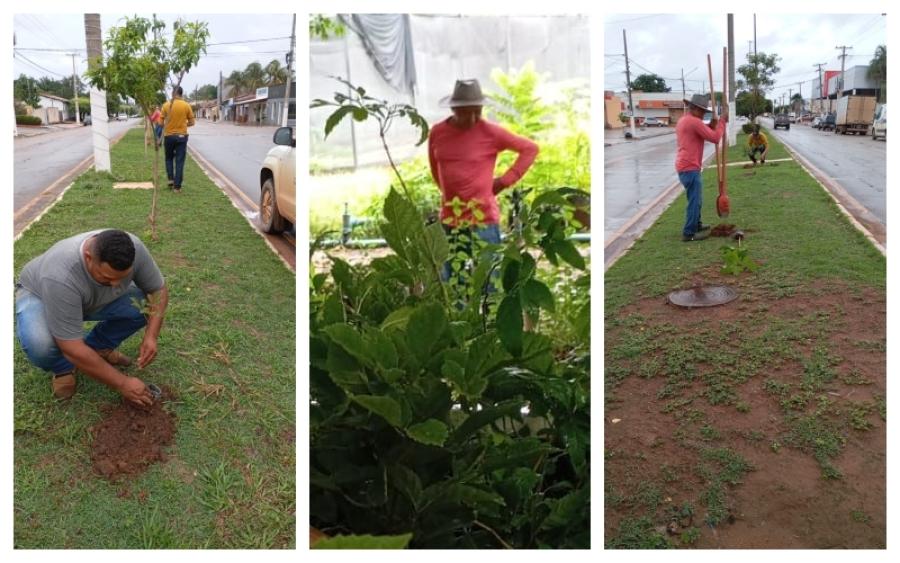 Rosário Oeste ganha cores com arborização de Ipês no centro da cidade