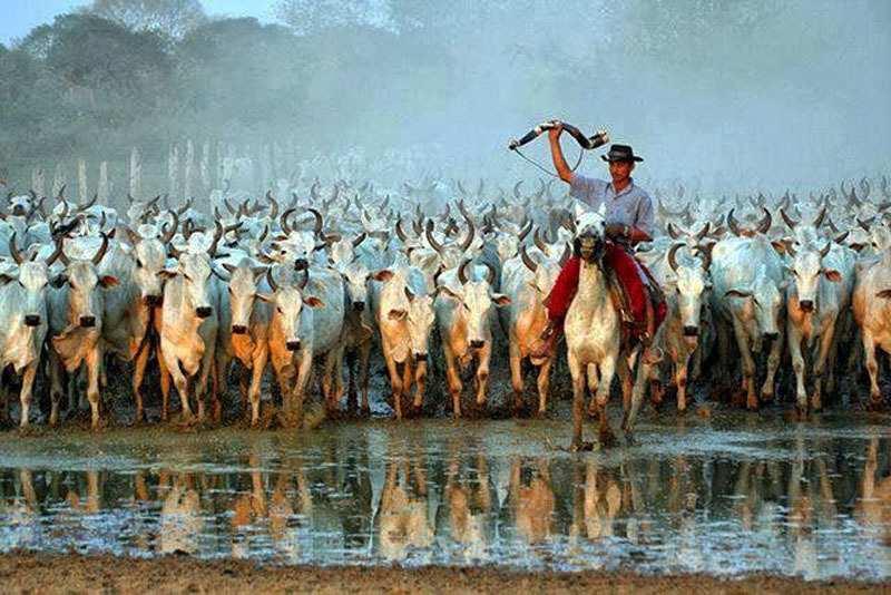 Mato Grosso encerra 2025 com o maior rebanho bovino do país: 31,6 milhões de cabeças