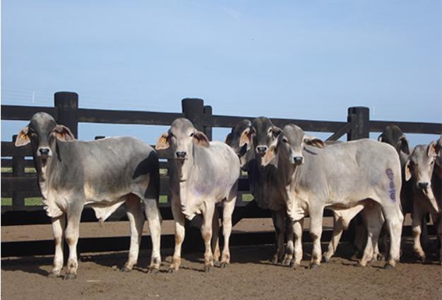 Ressincronização em bovinos impulsiona eficiência e acelera resultados nas fazendas de corte