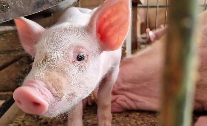 Suinocultura mato-grossense encerra 2025 com desempenho histórico e mira 2026 na gestão de despesas