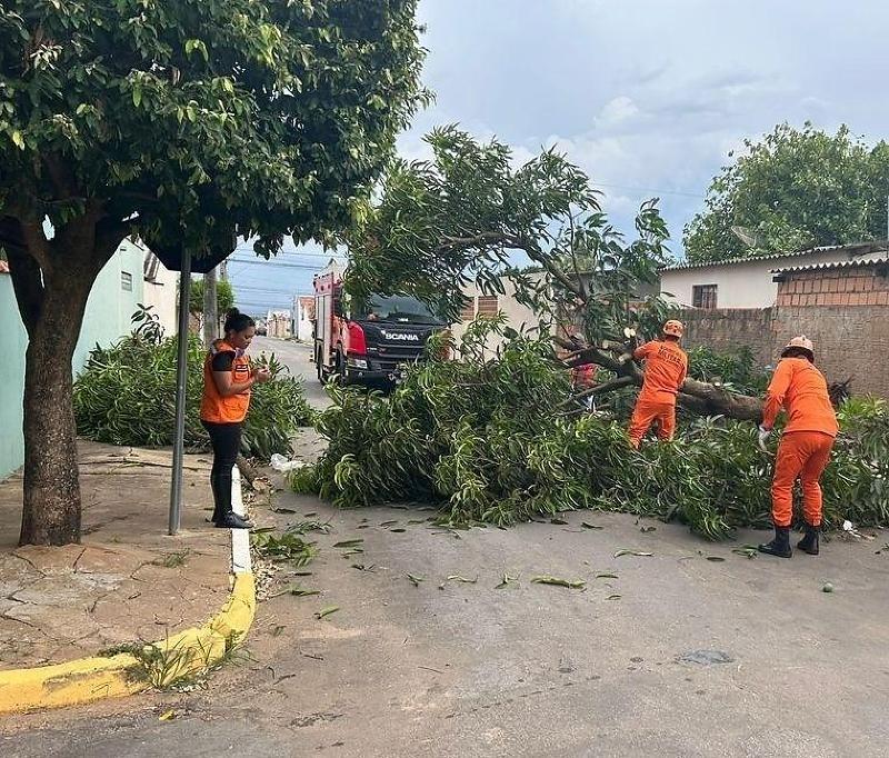 Defesa Civil orienta população sobre cuidados com árvores no período de chuvas intensas