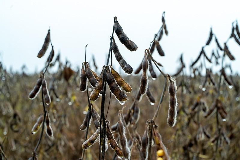 Excesso de chuva faz soja apodrecer no pé e prejuízo por hectare chega a R$ 1,8 mil em MT
