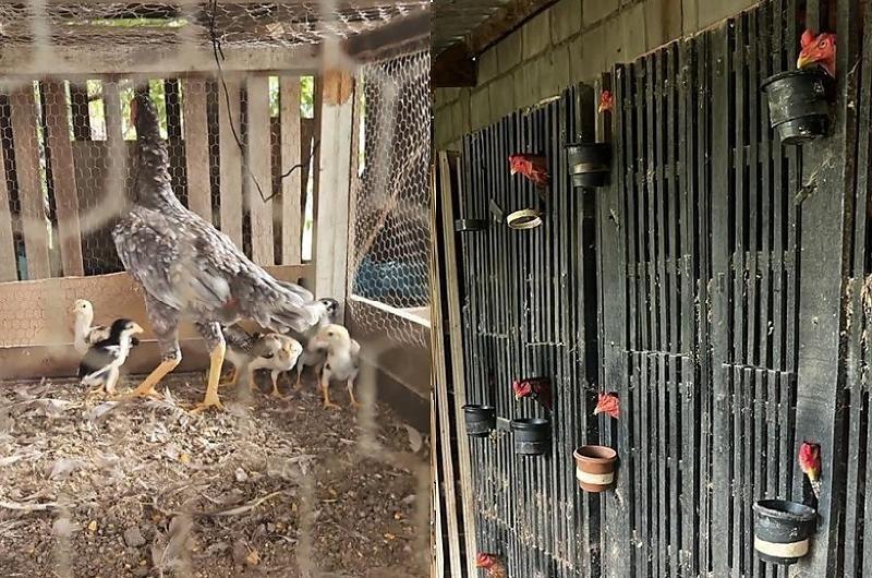 Galos feridos e arena de combate expõem rinha em VG