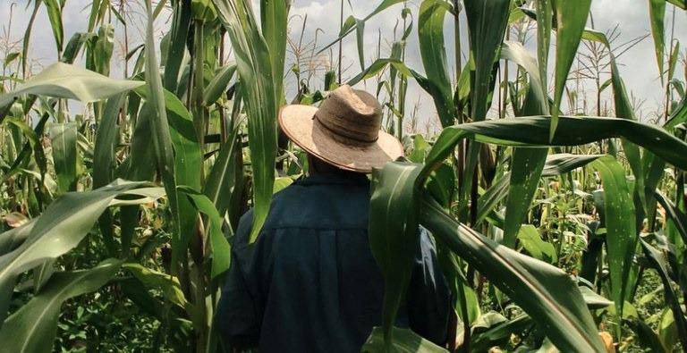 Governo afirma que Ministério do Trabalho não obriga o trabalhador rural a trocar chapéu por capacete