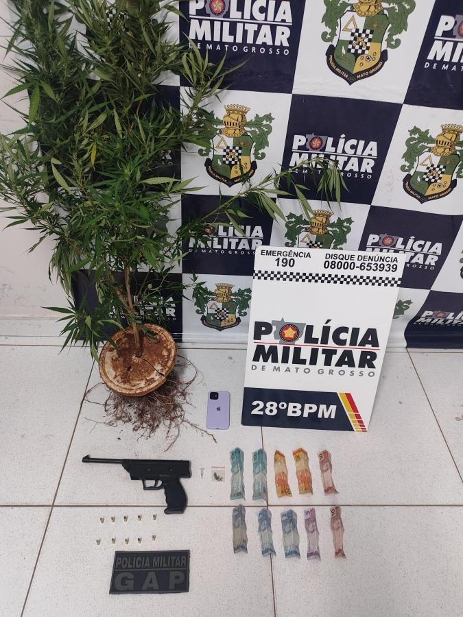 Jovem é preso com plantação de maconha e arma de fogo em Jaciara