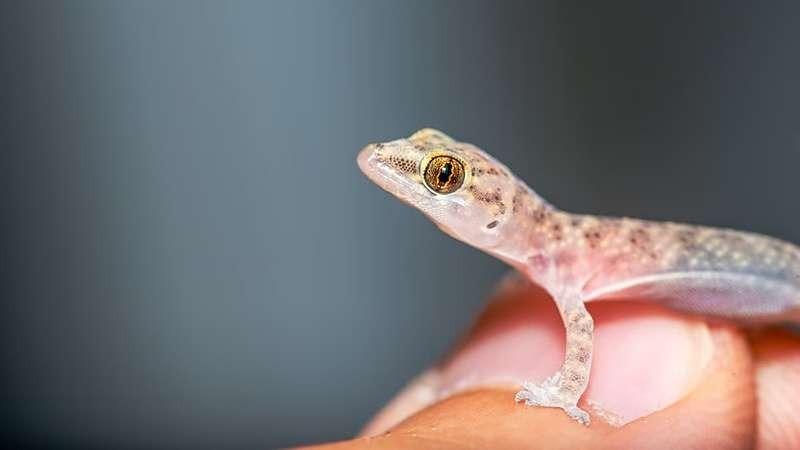 O que significa ter lagartixas por toda a sua casa, segundo a ciência