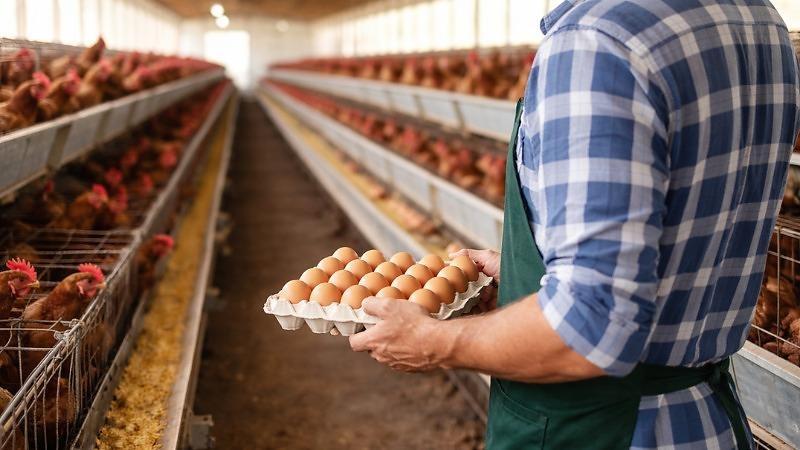 Ovos sobem até 40% e mercado aposta na demanda da Quaresma