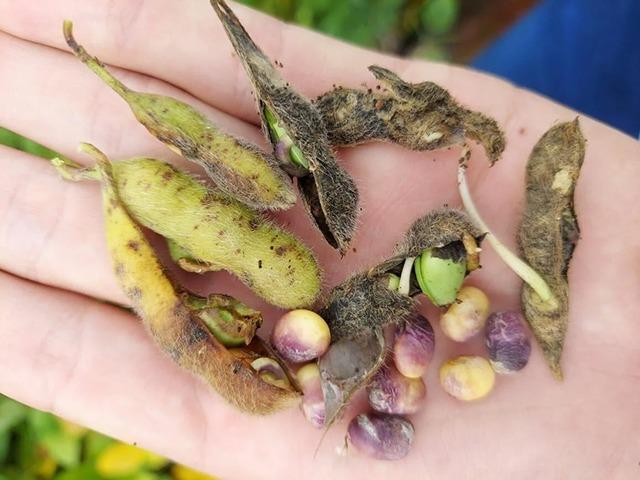 Chuvas intensas fazem soja germinar no pé e causam prejuízos a produtores