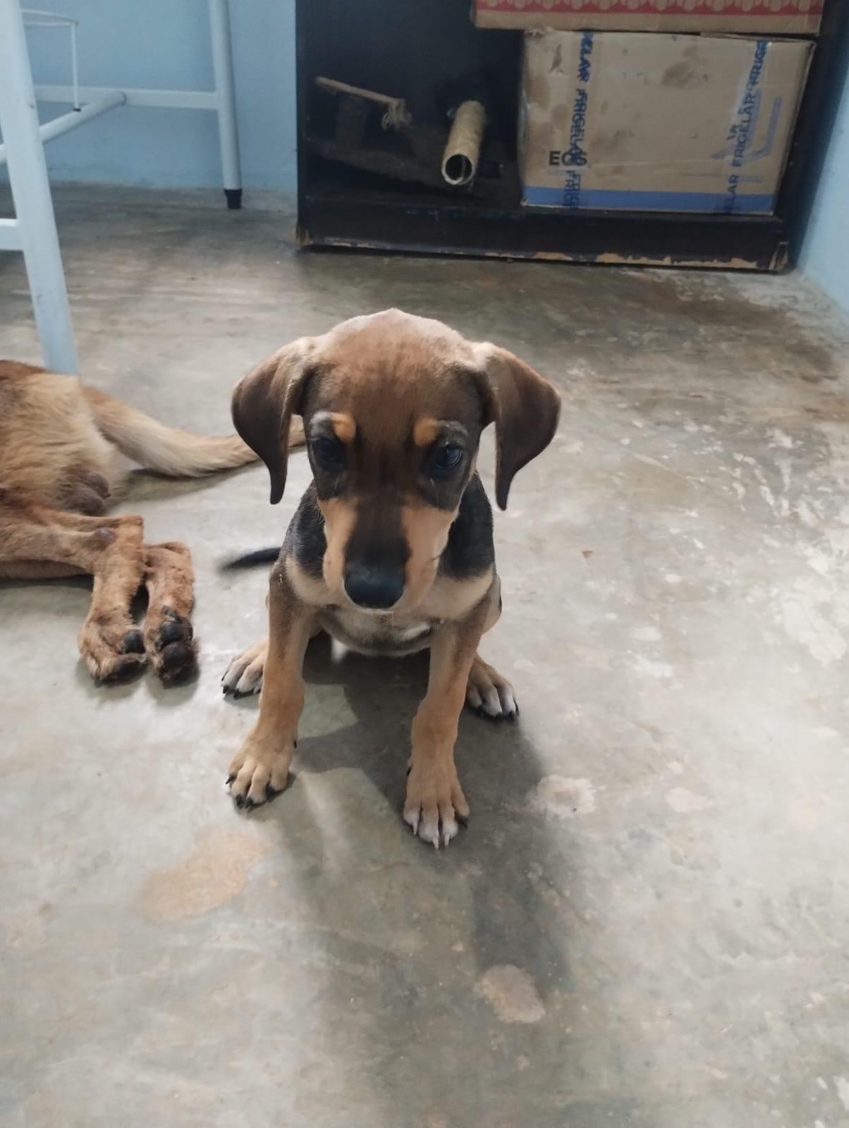 Maus-Tratos em Nobres: Mulher é Detida Pela Polícia Após Abandonar Cachorro na Rua