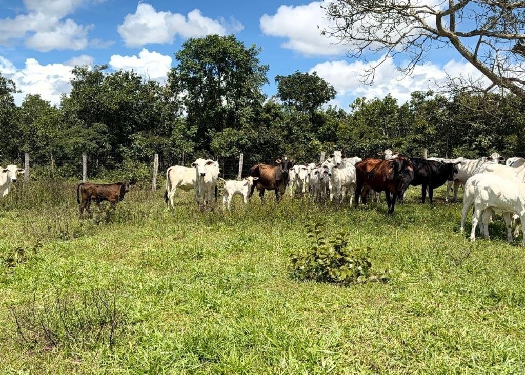 Operação em Nobres: PM recupera 21 bezerros furtados e prende dois por receptação