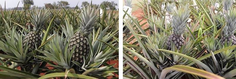 Abacaxi sem espinhos e mais produtivo chega ao campo em MT