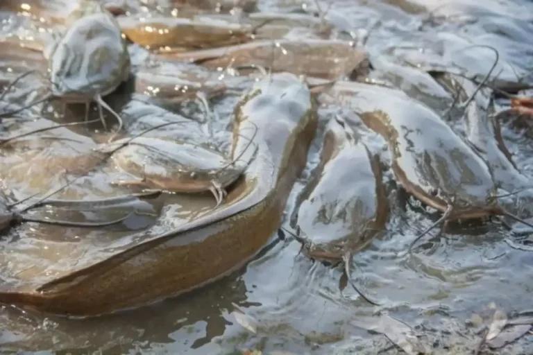 Bagre-africano: O Peixe 'Zumbi' que Respira Fora d'Água e Invade Rios do Brasil
