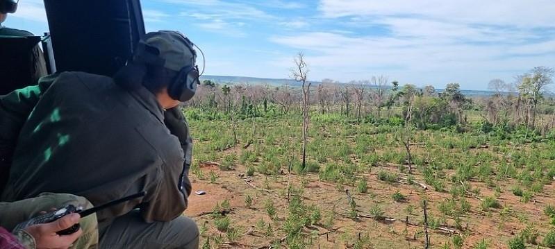 Brasil e Paraguai lançam caçada a plantações de maconha em nova fase de operação histórica