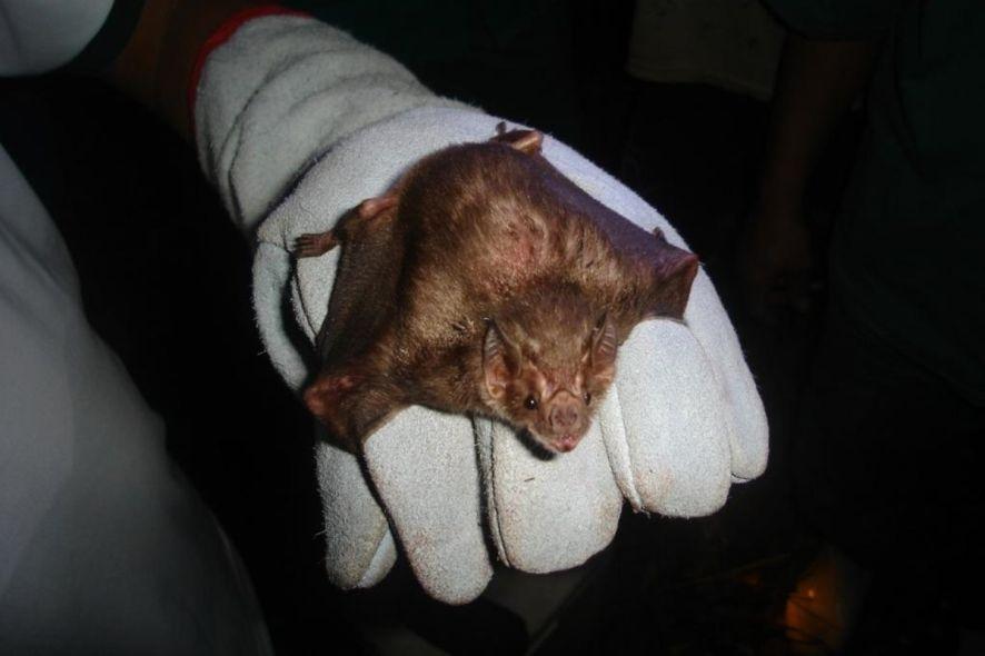 Indea confirma focos de raiva bovina em duas cidades de MT