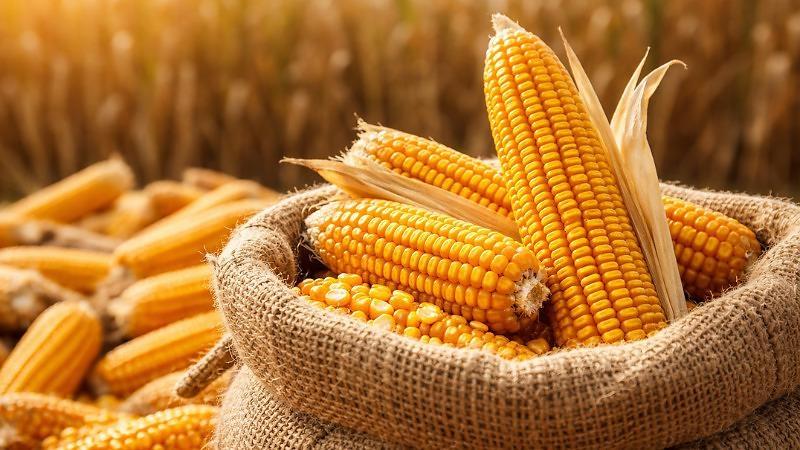 Milho segue na faixa de R$ 69 com baixa demanda