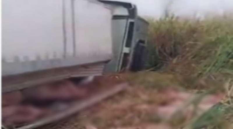 Carreta carregada com cerca de mil porcos tomba na BR-163 em MT