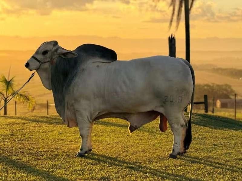 Dono do touro mais pesado do Brasil recusou proposta de R$ 500 mil e mira novo recorde