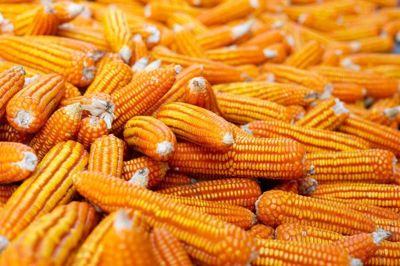 Food + Fuel + Feed: a ciência da integração transforma milho em energia e alimento sem competir por áreas agrícolas
