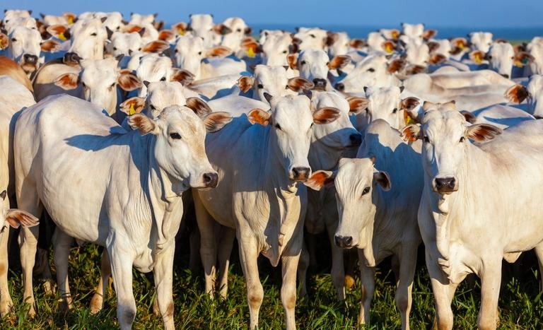 China reconhece Brasil como país livre de febre aftosa sem vacinação