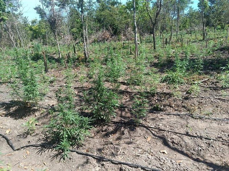 Polícia impede invasão de terra e encontra 5 mil pés de maconha em fazenda em Luciara