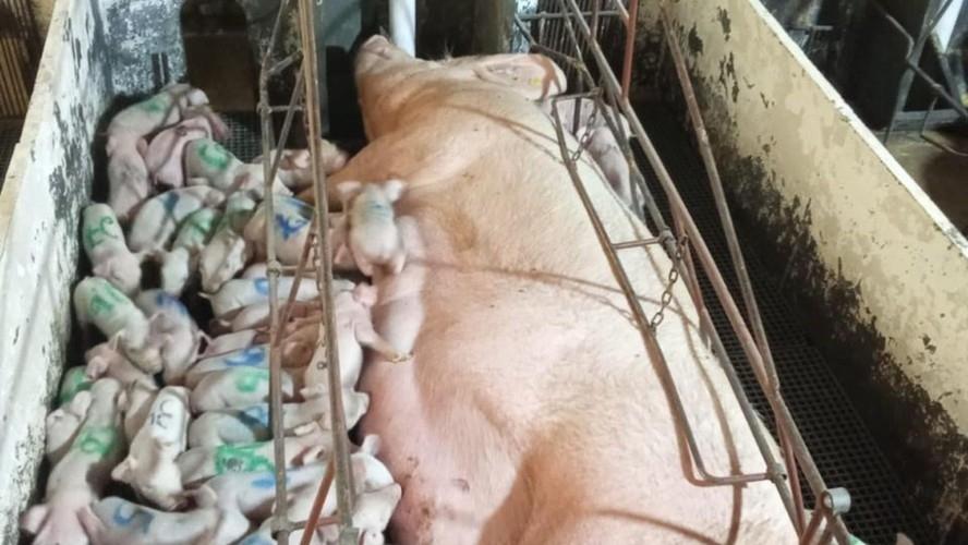 Porca de Minas Gerais dá à luz 46 leitões e supera recorde mundial