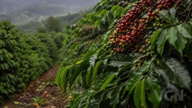 Chuva no fim da colheita ameaça qualidade do café brasileiro