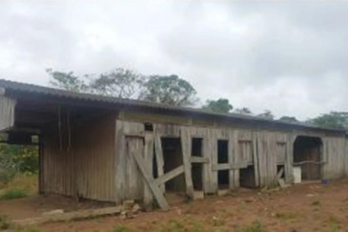 Homem dormia com porcos e se alimentava 1 vez ao dia no Pará